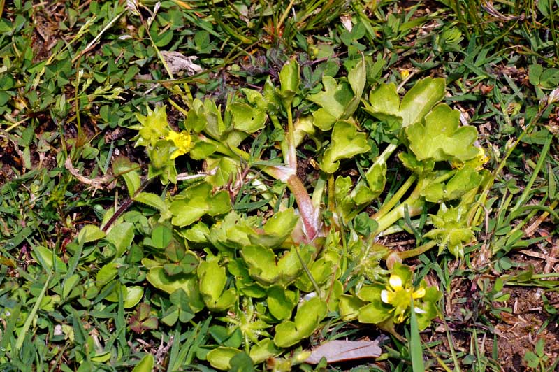 Ranunculus muricatus / Ranuncolo spinoso